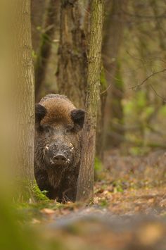 a wild boar standing in the middle of a forest with its head between two trees