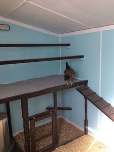 a small bird sitting on top of a wooden shelf in a room with blue walls