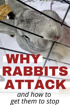 a cat looking through the bars of a cage that says, why rabbits attack and how to get them to stop