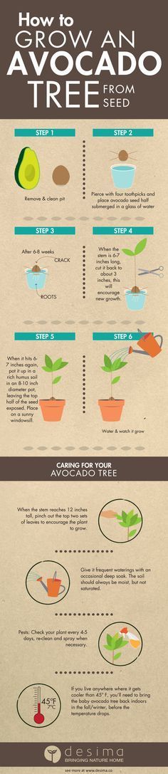 the info sheet shows how to grow avocado trees