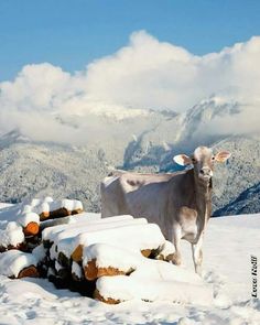 a cow standing on top of a snow covered hillside