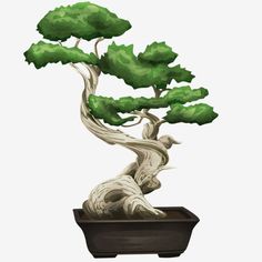 a bonsai tree is growing in a potted plant, transparent png image