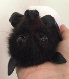 a person holding a small black bat in their left hand with one eye wide open