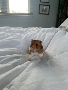 a hamster sitting on top of a white bed