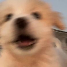 a blurry photo of a dog's face and head with its mouth open