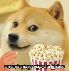 a dog is eating popcorn from a paper cup with the caption's name in thai