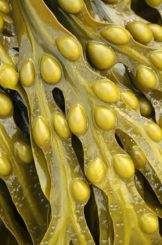 close up view of some green plants with drops of water on them