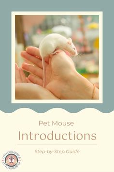 a person holding a small white mouse in their hand with the text pet mouse instructions