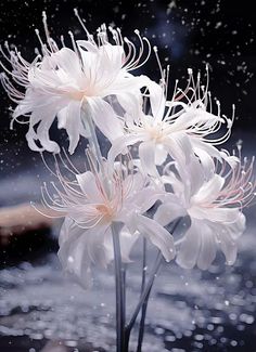 three white flowers in a vase with water splashing on it's surface and raindrops flying around them