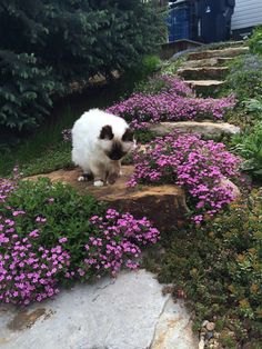 a cat sitting on top of a rock surrounded by flowers