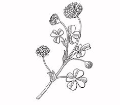 Black And White Clover Tattoo, Clover And Flower Tattoo, Single Flower Tattoo, Easy Designs, Botanical Drawing