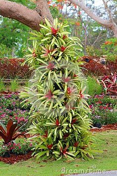 a very tall plant in the middle of some flowers