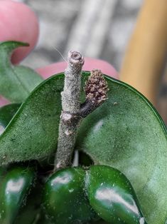 a close up of a person's hand holding a plant with leaves and buds