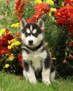 a black and white puppy sitting in front of flowers