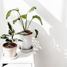 two potted plants sitting on top of a white table