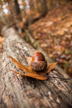 an acorn sitting on top of a fallen tree