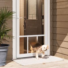 a small dog is standing in front of a door with a slide on it's side