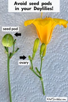 a yellow flower with the words avoid seed pods in your daylilies