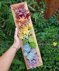 a person holding up a wooden box filled with succulents and other plants