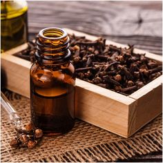 Cloves Benefits, Tooth Ache Relief, Dry Socket, Home Medicine, Bed Bug Bites, Medicine Chest, Tooth Pain, Clove Oil, Mold Remover