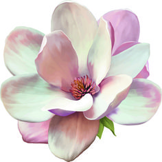 a pink and white flower is shown on a white background with green leaves in the center