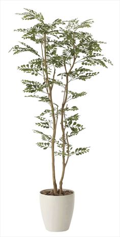 a white potted plant with green leaves on the top and bottom, sitting in front of a white background