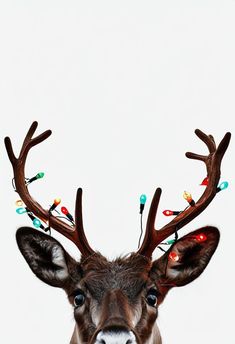 a deer with christmas lights on its antlers is looking at the camera while standing in front of a white background