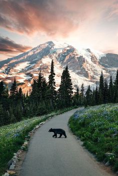 a black bear walking down a path in front of a snow covered mountain at sunset