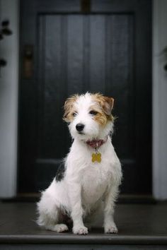 a small white and brown dog sitting in front of a door