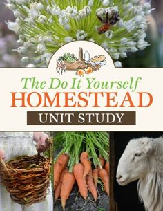 the do it yourself guide to homestead