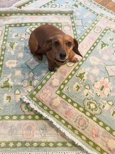 a small brown dog laying on top of a rug