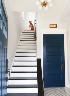 a dog is sitting on the stairs in front of a blue door and black and white checkered floor