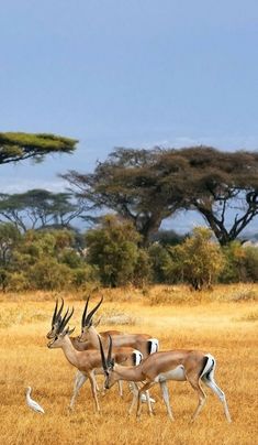 three antelope are walking in the grass near some trees and an egret