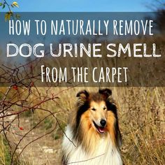 a collie dog sitting in the grass with text overlay that reads how to naturally remove dog urine smell from the carpet