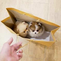 two small brown and white puppies in a paper bag on the floor, being held by someone's hand