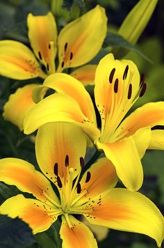 yellow lilies are blooming in the sun and green leaves on the tree behind them