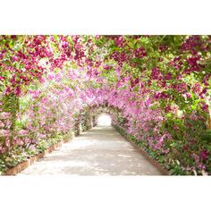 the walkway is lined with pink flowers and greenery