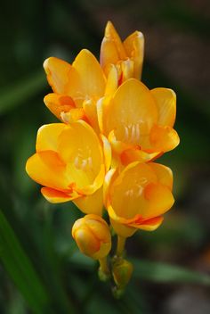 a yellow flower is blooming in the sun