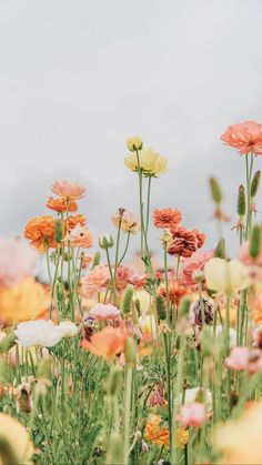 many different colored flowers in a field