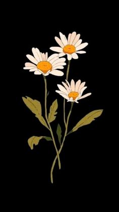 three white daisies with green leaves on a black background