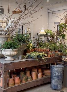 an assortment of potted plants on display in a room with other pots and containers