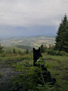 a black dog sitting on top of a lush green hillside