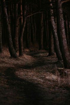 a dark forest with lots of tall trees