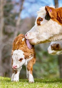 two cows are playing with each other on the grass in front of trees and one cow is sticking its tongue out