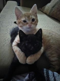 an orange cat sitting on top of a black cat