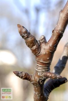 a close up view of the branches of a tree