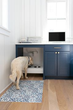 a dog standing in front of a sink under a window next to a blue cabinet