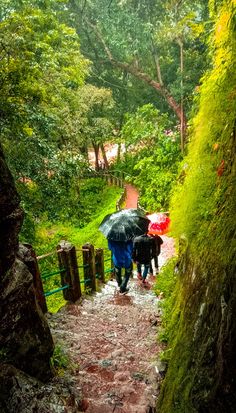 two people walking down a path in the rain with umbrellas