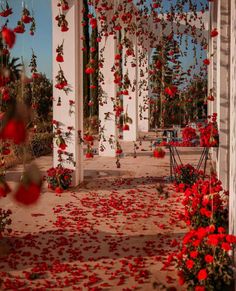 red flowers are scattered all over the walkway