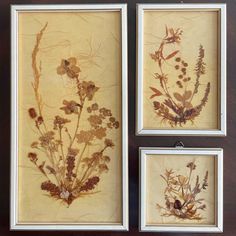 three framed pressed flowers are on display